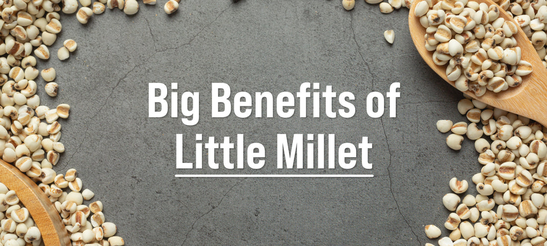 Nutritious Little Millet Grains Highlighting Health Benefits